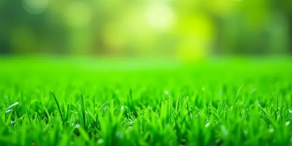 How to Clean Turf Grass: A Simple Guide for a Green Lawn